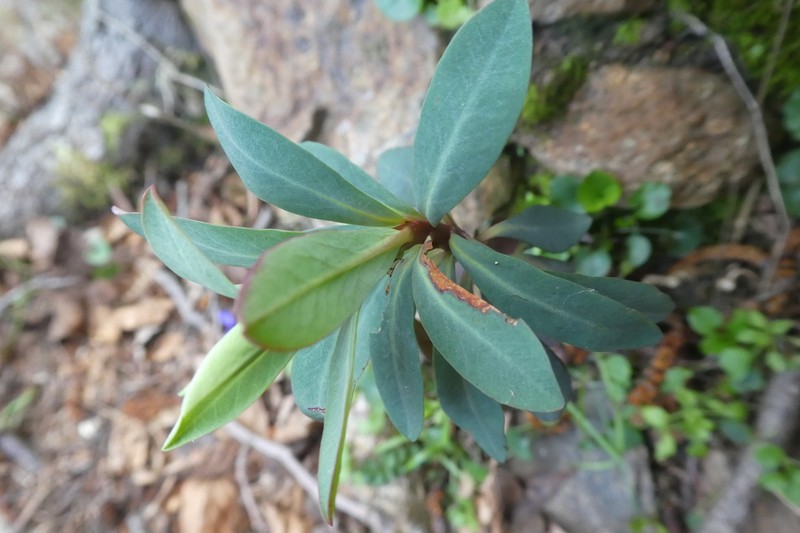 Euphorbia semiperfoliata photo 8