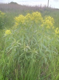 Euphorbia semivillosa