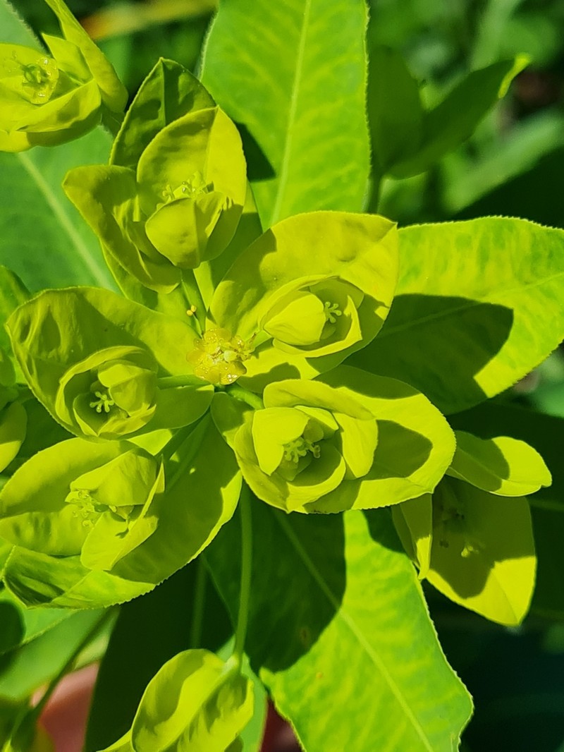 Euphorbia semivillosa photo 2