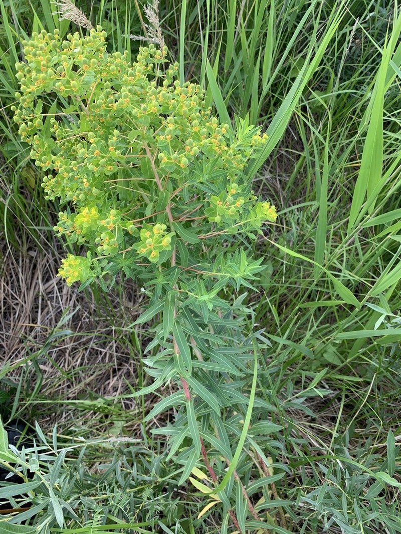 Euphorbia semivillosa photo 3