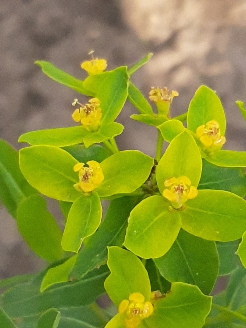 Euphorbia semivillosa photo 4
