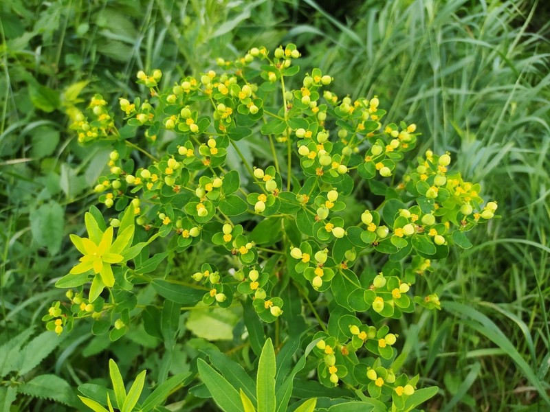 Euphorbia semivillosa photo 5