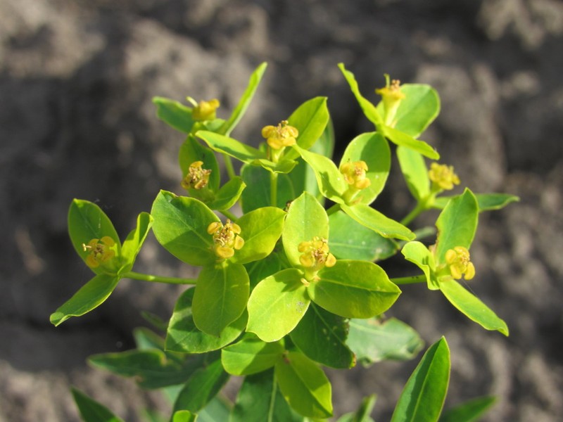Euphorbia semivillosa photo 6