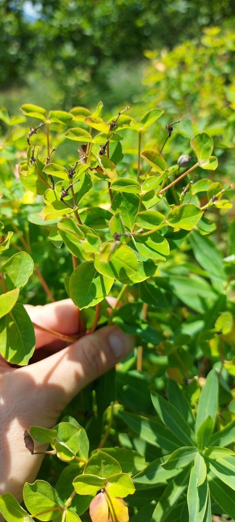 Euphorbia semivillosa photo 7