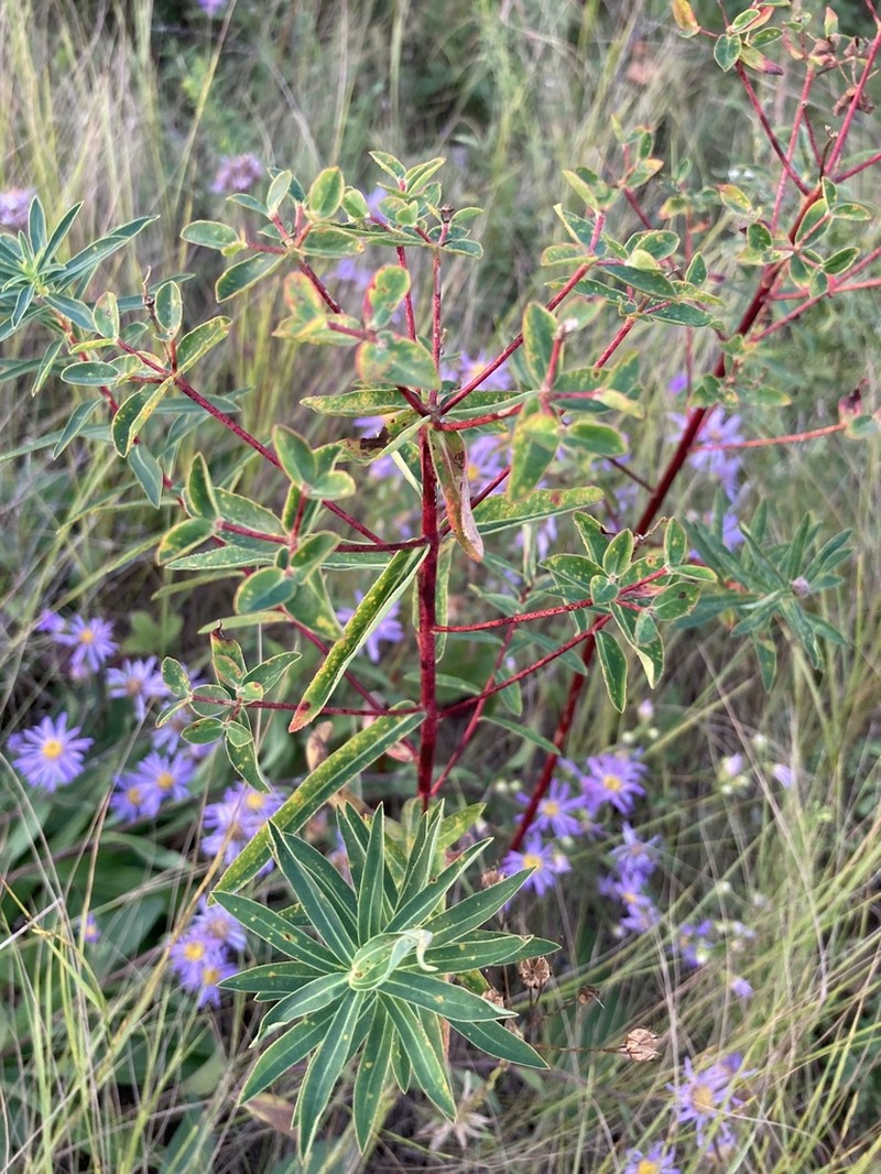 Euphorbia semivillosa photo 8