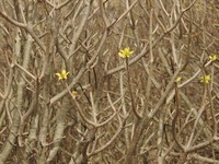 Euphorbia sepium