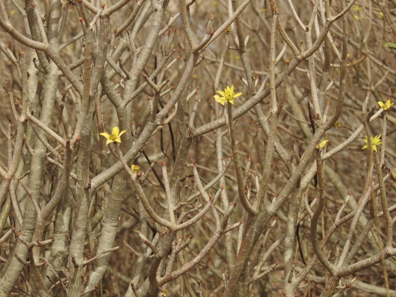 Euphorbia sepium