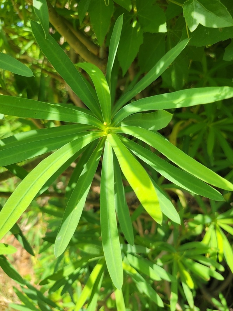 Euphorbia sepium photo 2