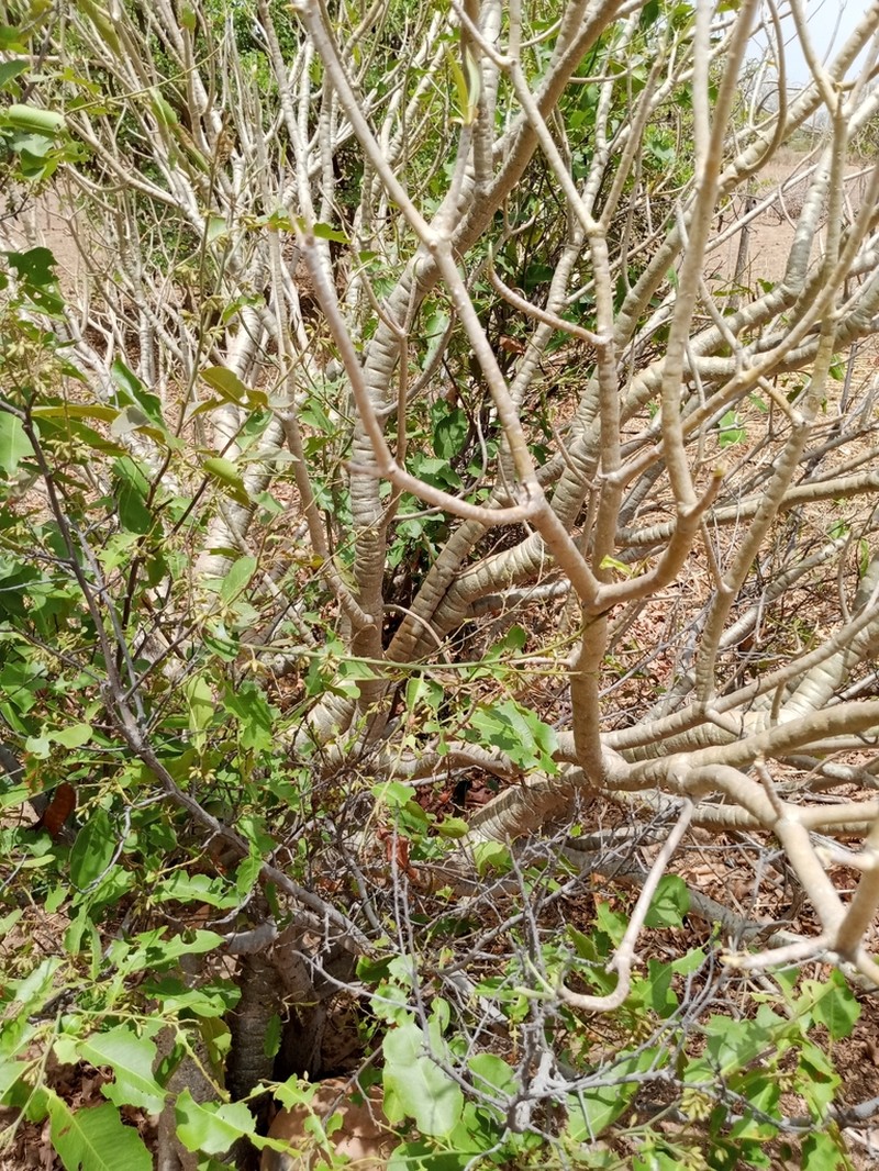 Euphorbia sepium photo 3