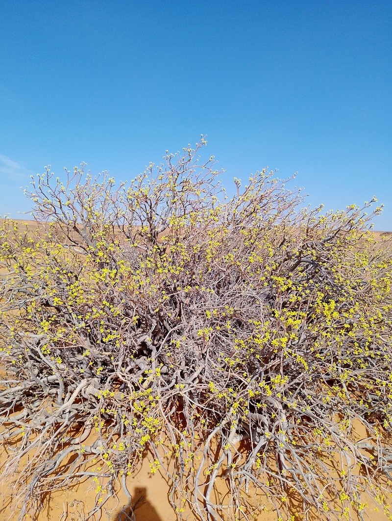Euphorbia sepium photo 5