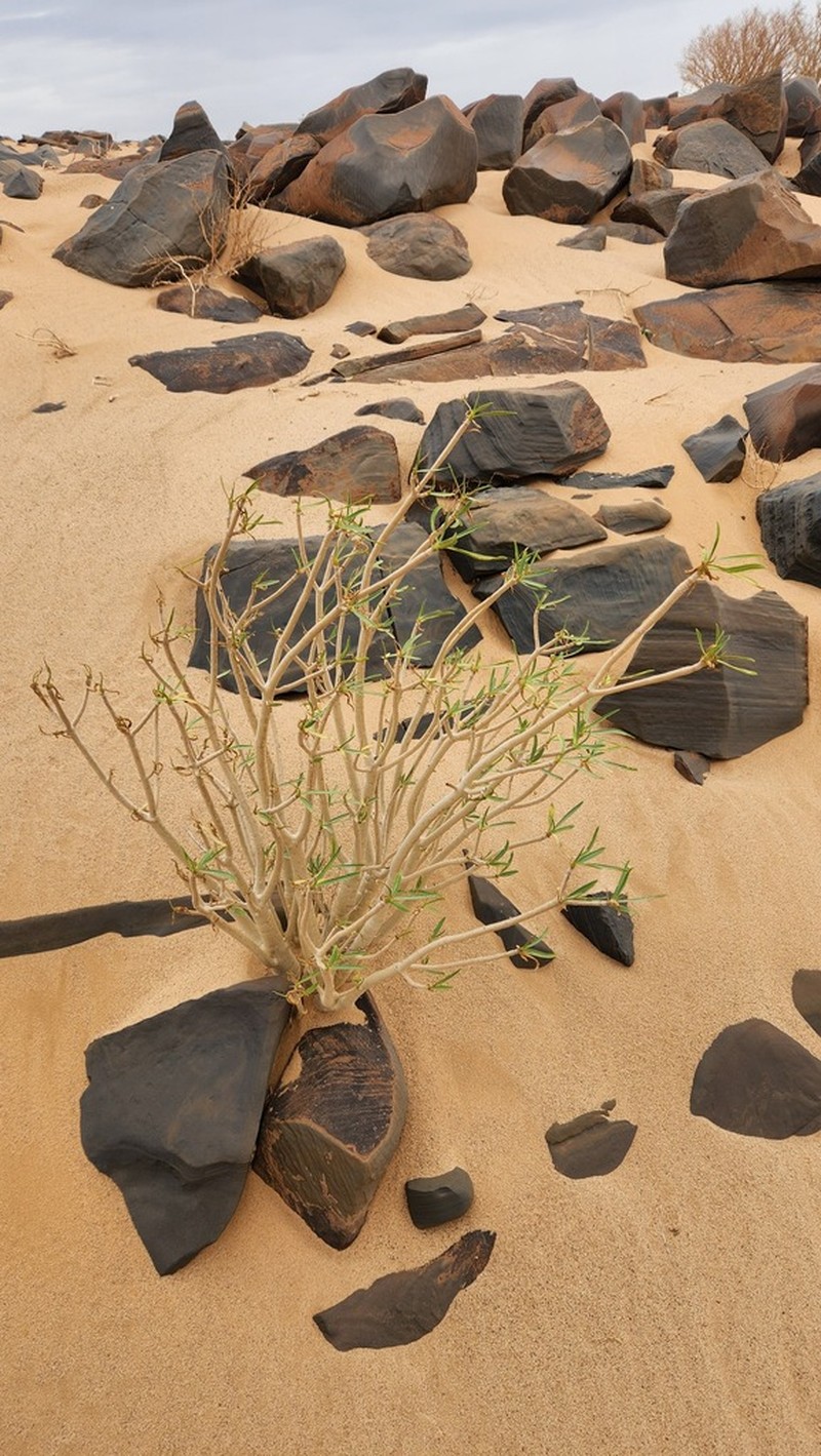 Euphorbia sepium photo 7