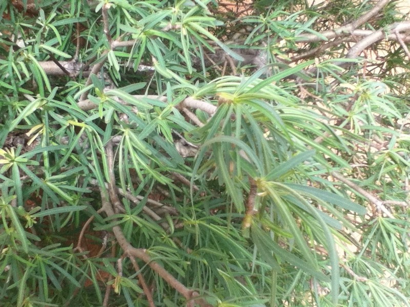 Euphorbia sepium photo 8