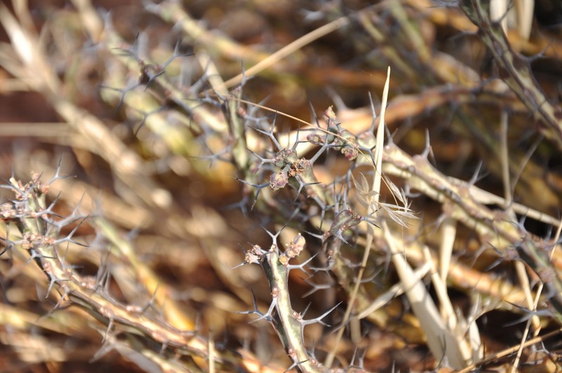 Euphorbia septentrionalis