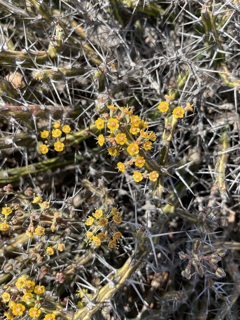 Euphorbia septentrionalis photo 2
