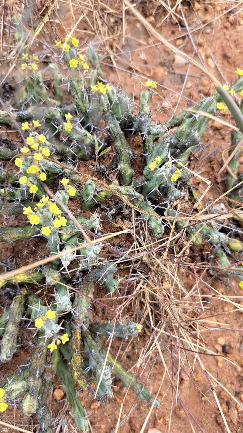 Euphorbia septentrionalis photo 3