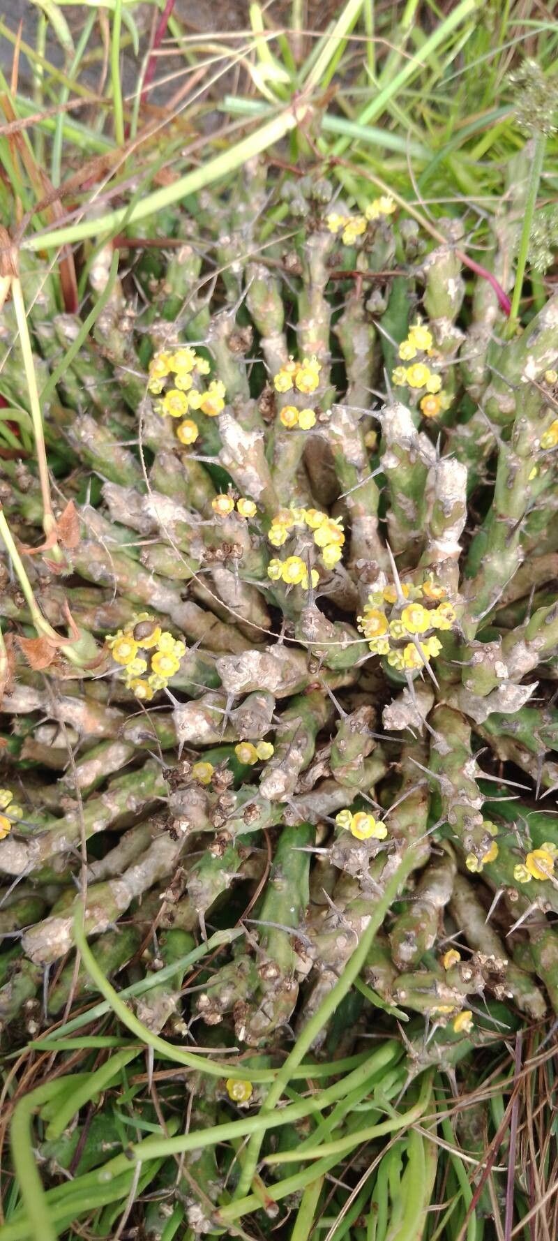 Euphorbia septentrionalis photo 4