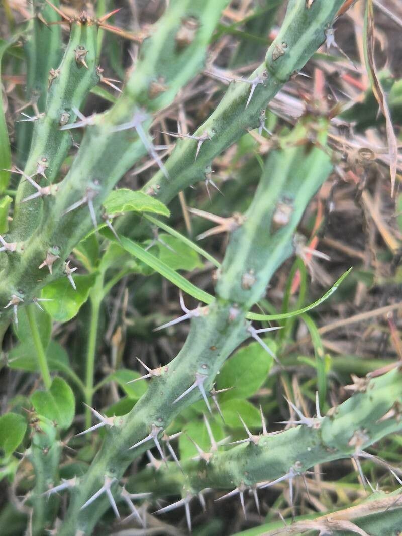 Euphorbia septentrionalis photo 5