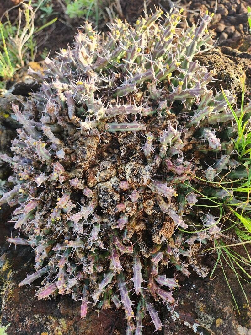 Euphorbia septentrionalis photo 6