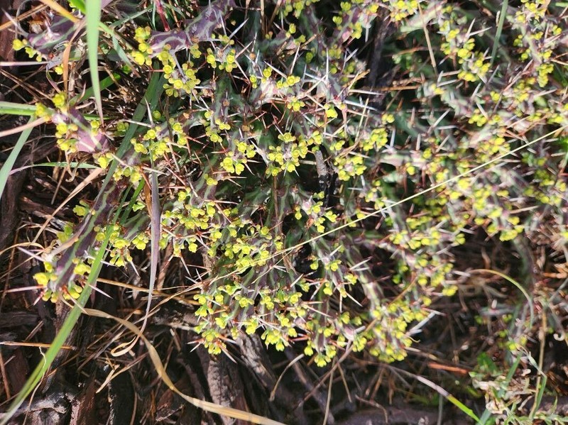 Euphorbia septentrionalis photo 7