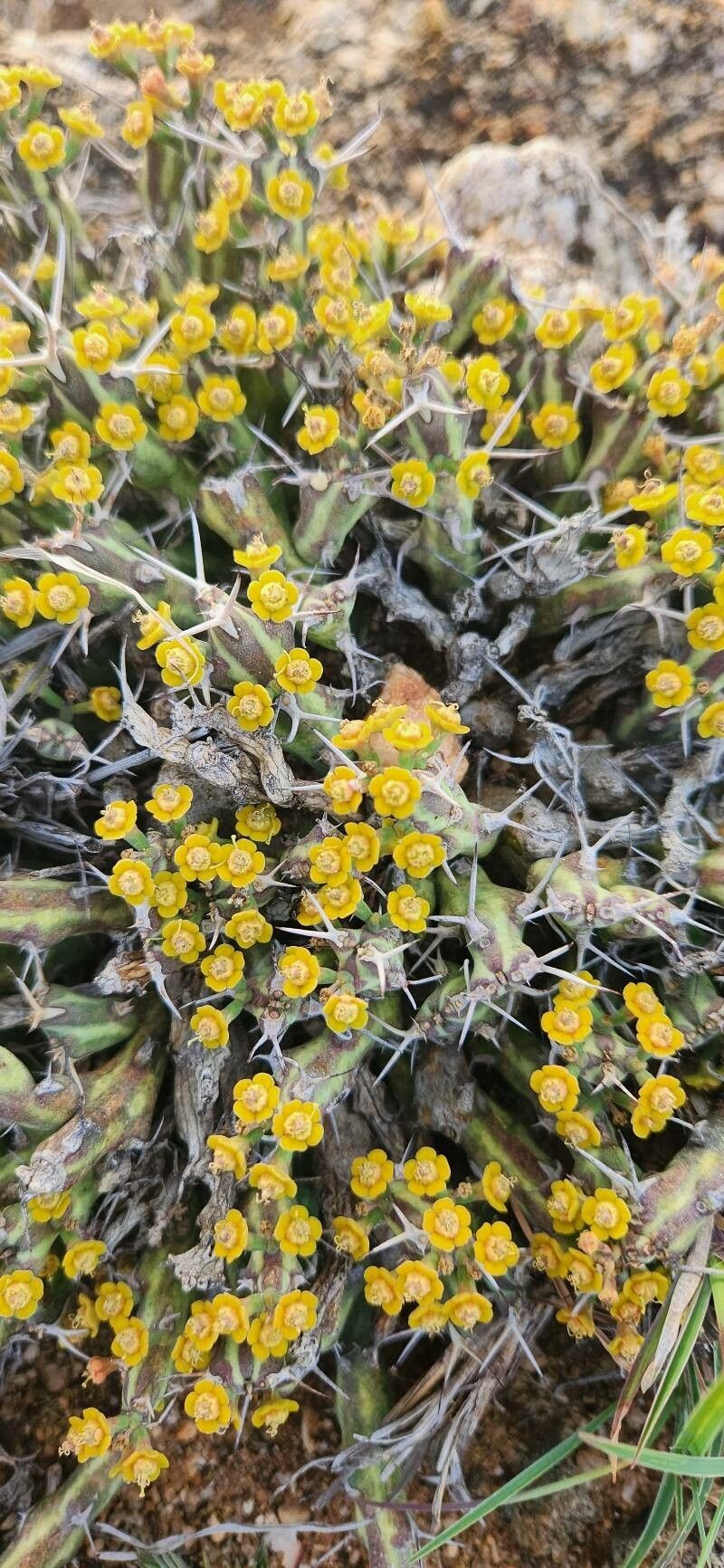 Euphorbia septentrionalis photo 8