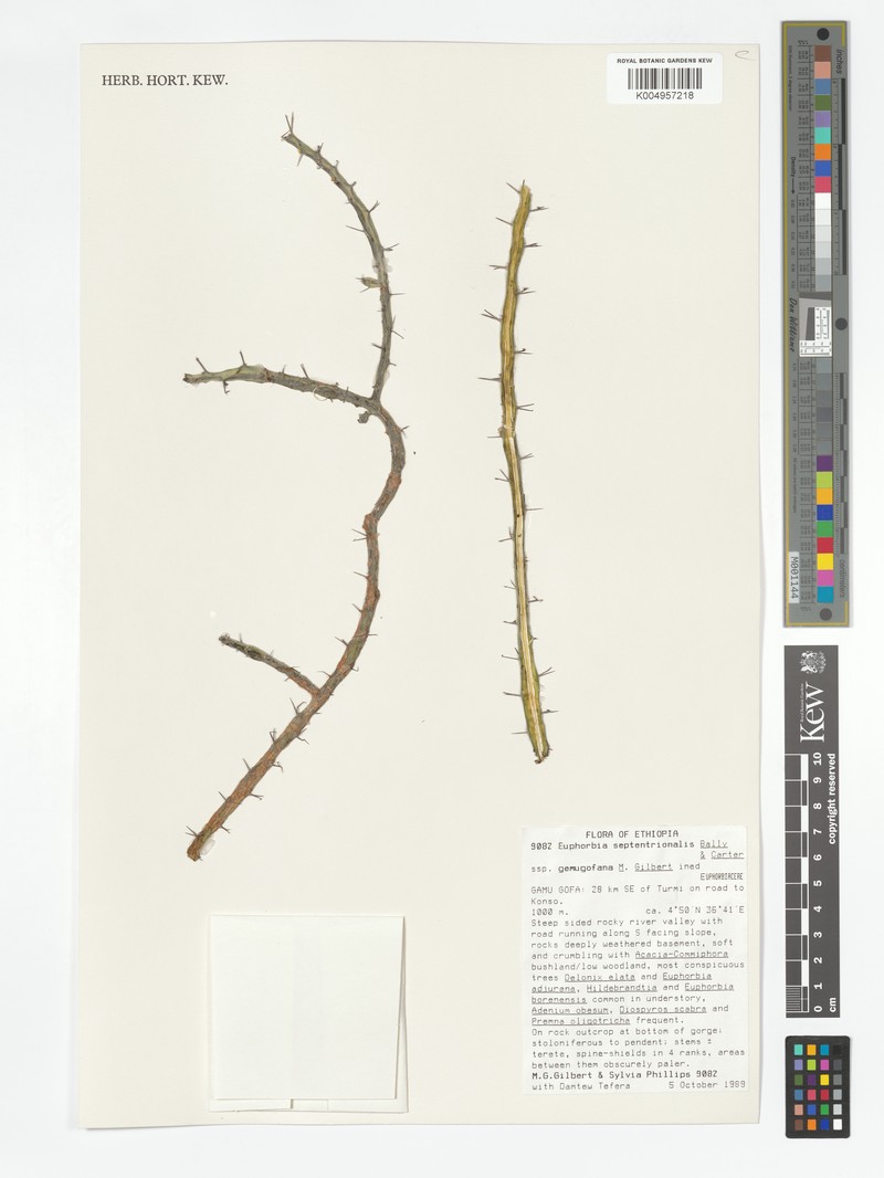Euphorbia septentrionalis subsp. gamugofana
