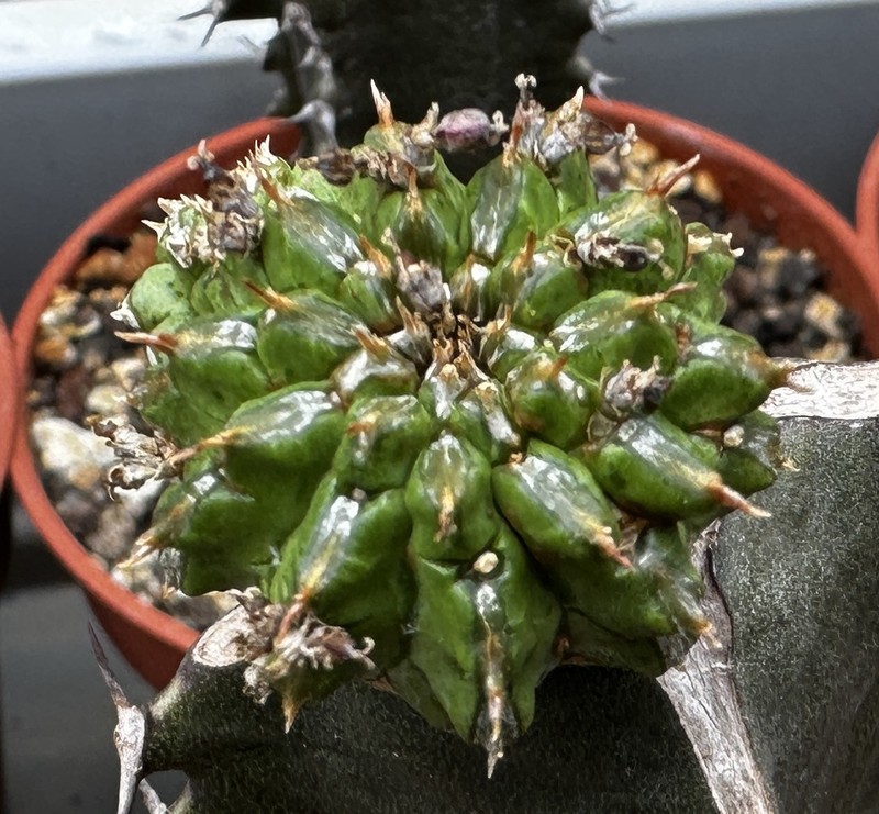 Euphorbia sepulta