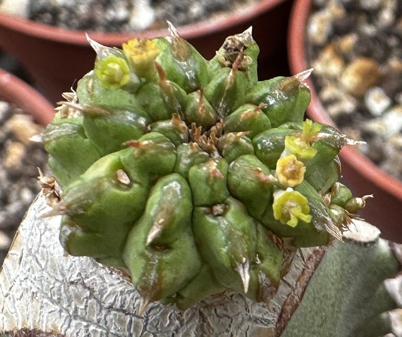 Euphorbia sepulta photo 2