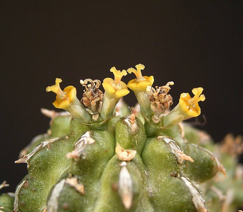 Euphorbia sepulta photo 3