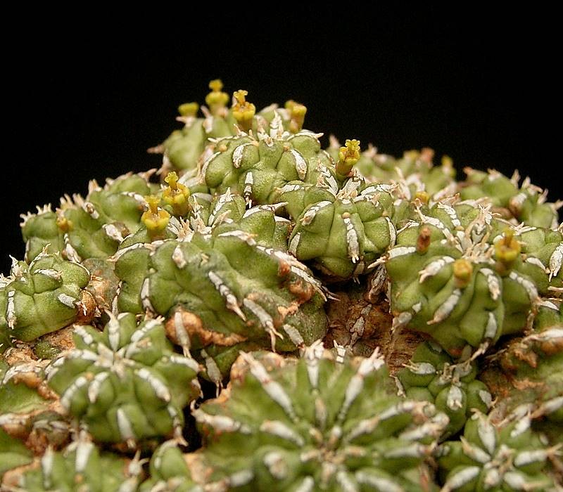 Euphorbia sepulta photo 4