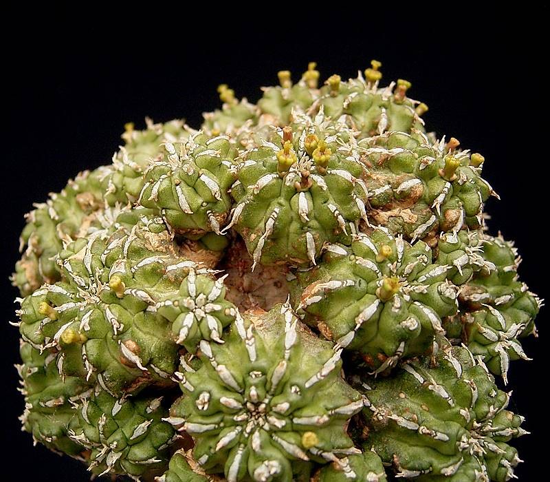 Euphorbia sepulta photo 5