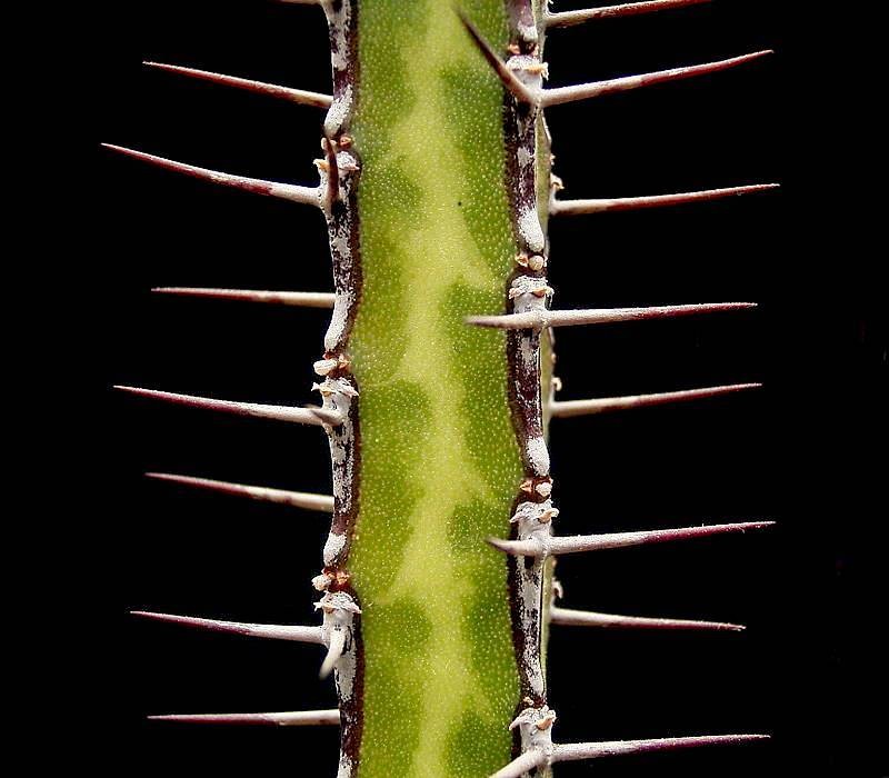 Euphorbia serendipita