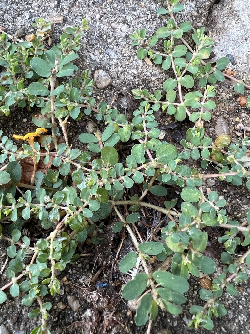 Matted Sandmat photo 4
