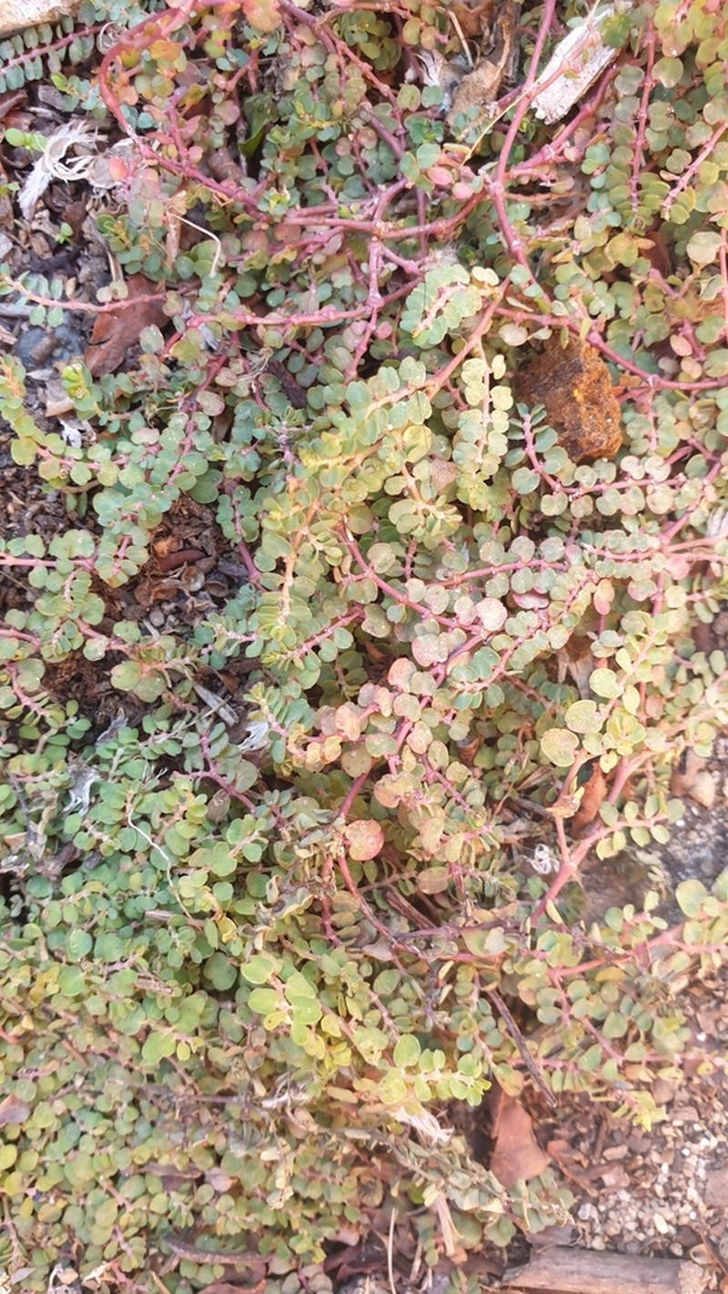 Matted Sandmat photo 8