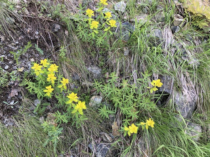 Euphorbia serpentini