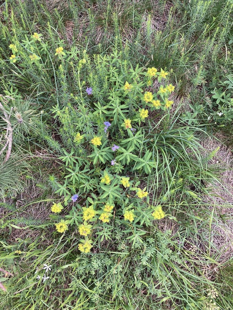 Euphorbia serpentini photo 2
