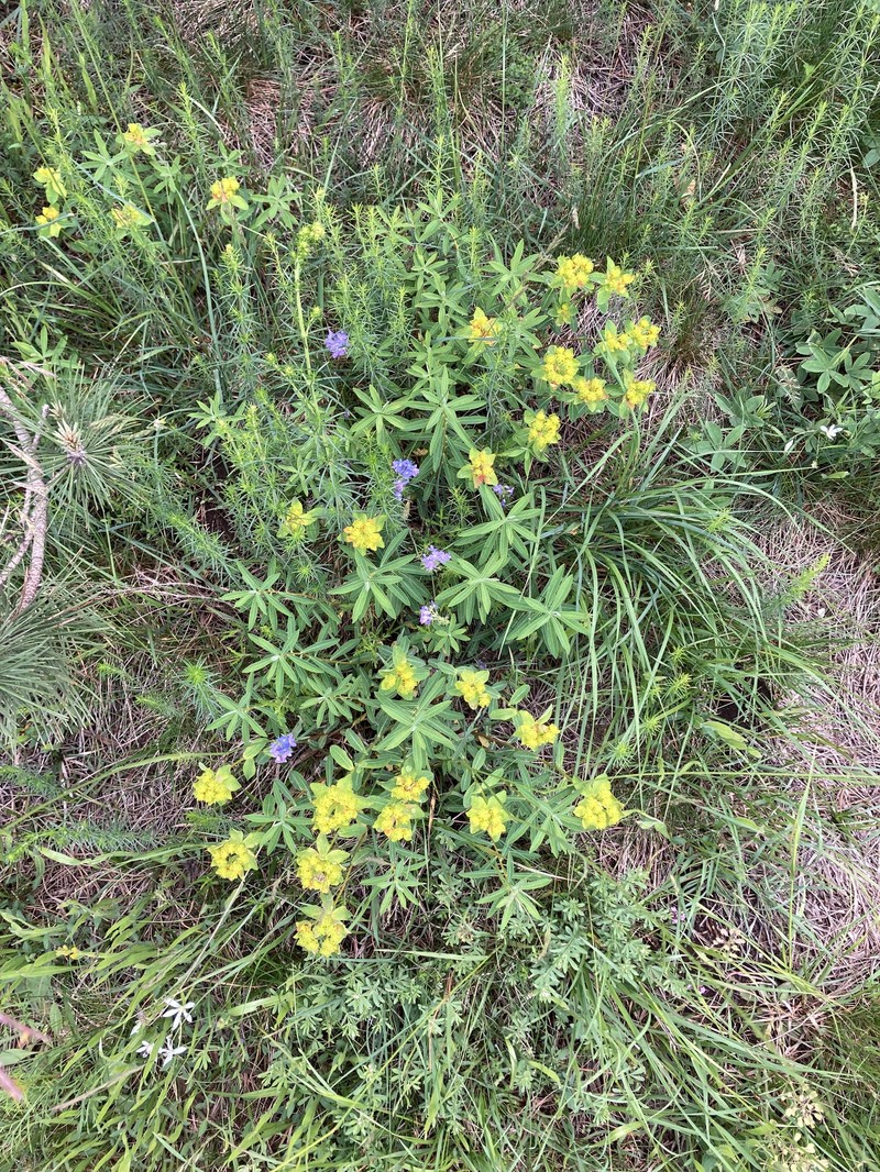Euphorbia serpentini photo 3