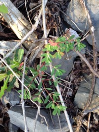 Euphorbia serpillifolia