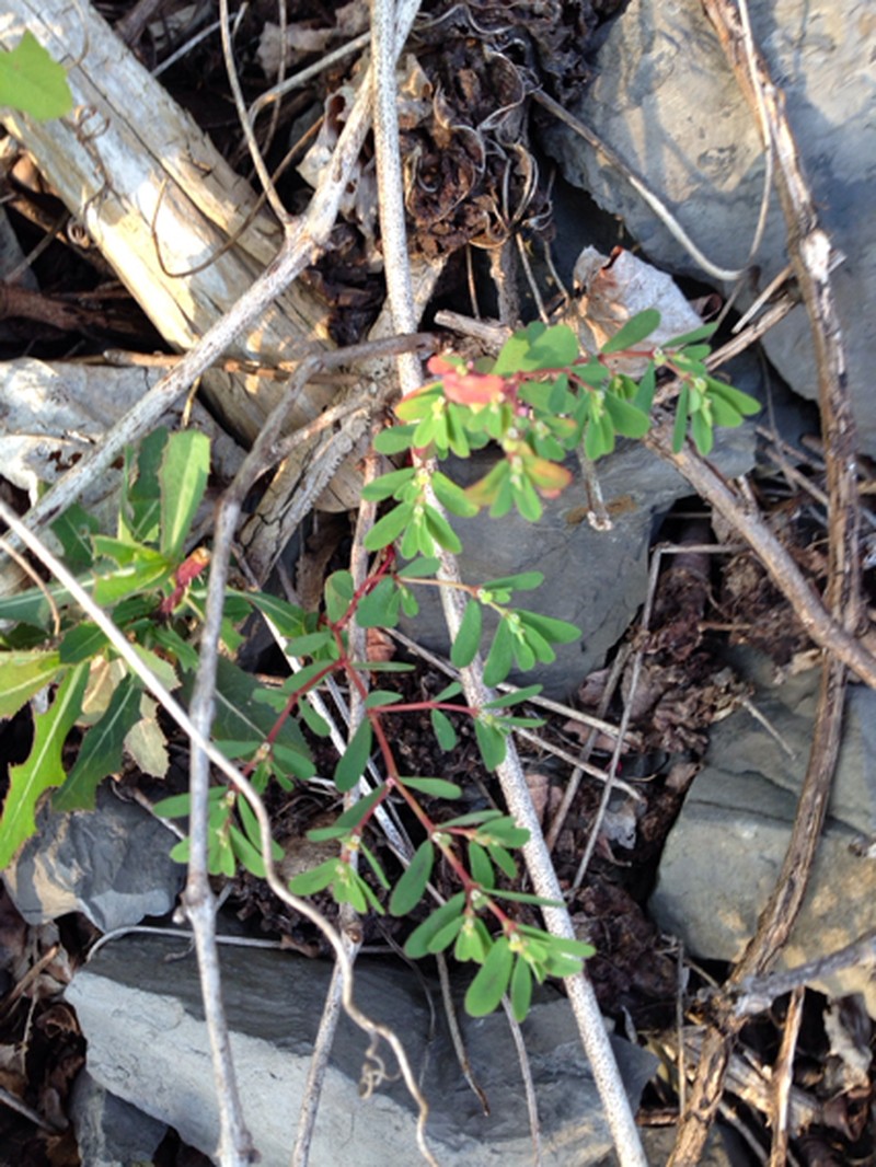 Euphorbia serpillifolia