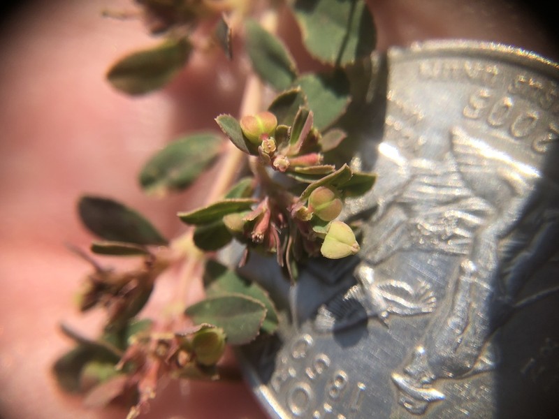 Euphorbia serpillifolia photo 2