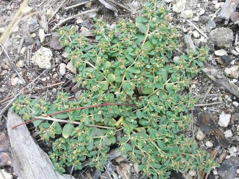Euphorbia serpillifolia photo 3