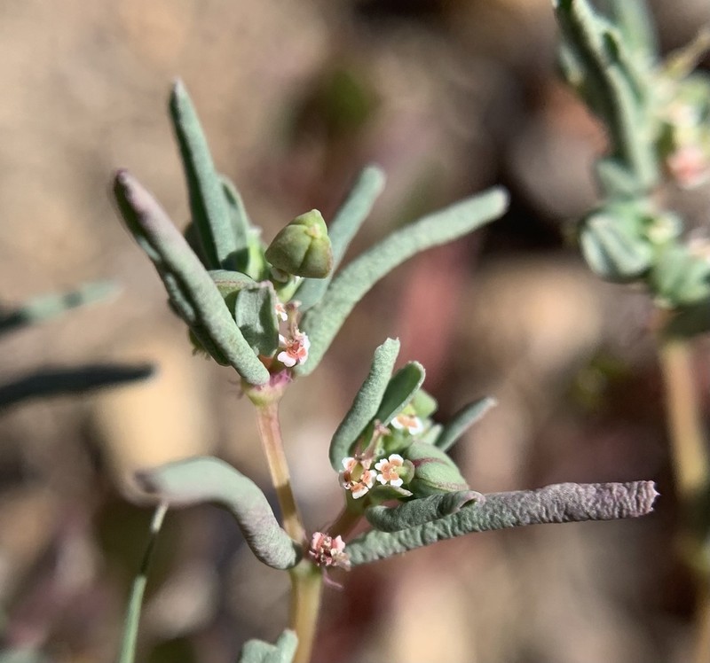 Euphorbia serpillifolia photo 4