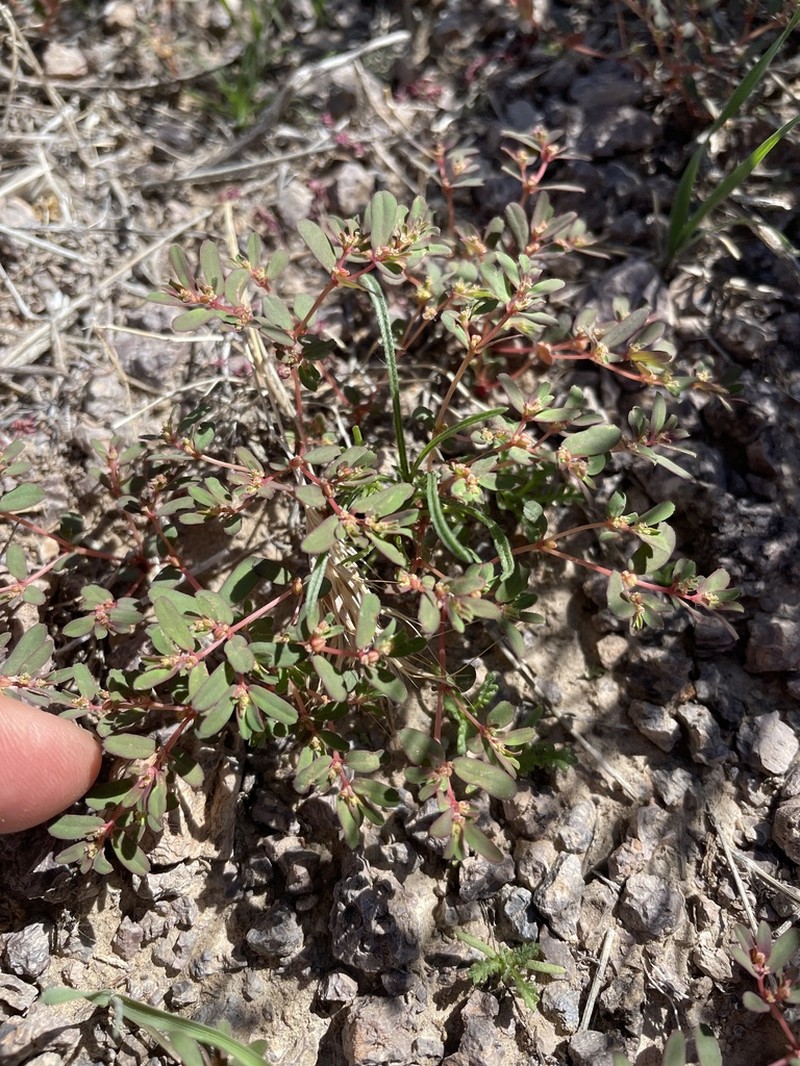 Euphorbia serpillifolia photo 5