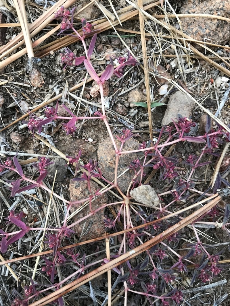 Euphorbia serpillifolia photo 6