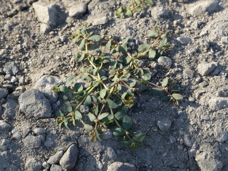 Euphorbia serpillifolia photo 7