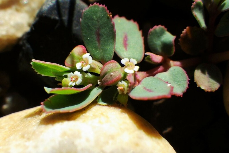 Euphorbia serpillifolia photo 8