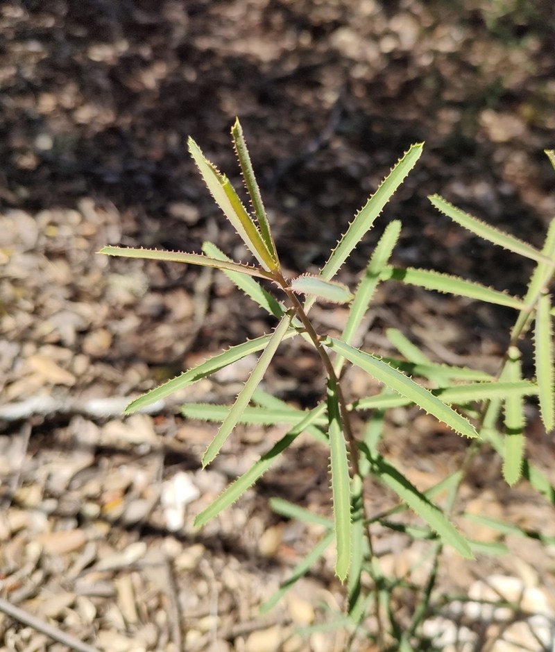 Serrate Spurge