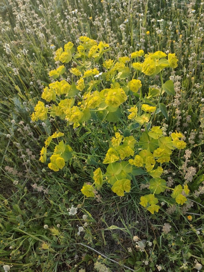 Serrate Spurge photo 2