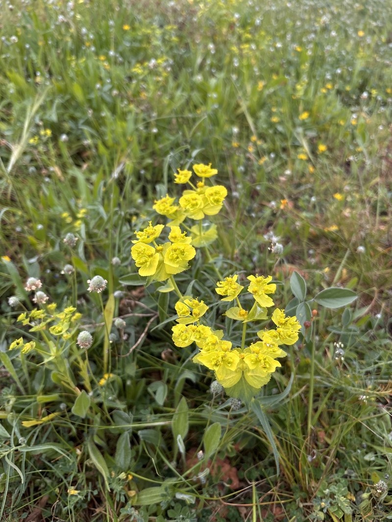 Serrate Spurge photo 3