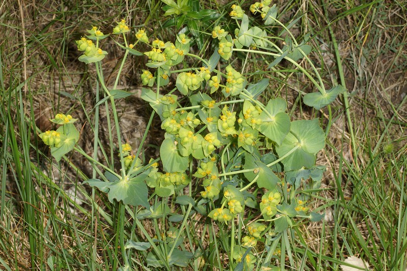 Serrate Spurge photo 4