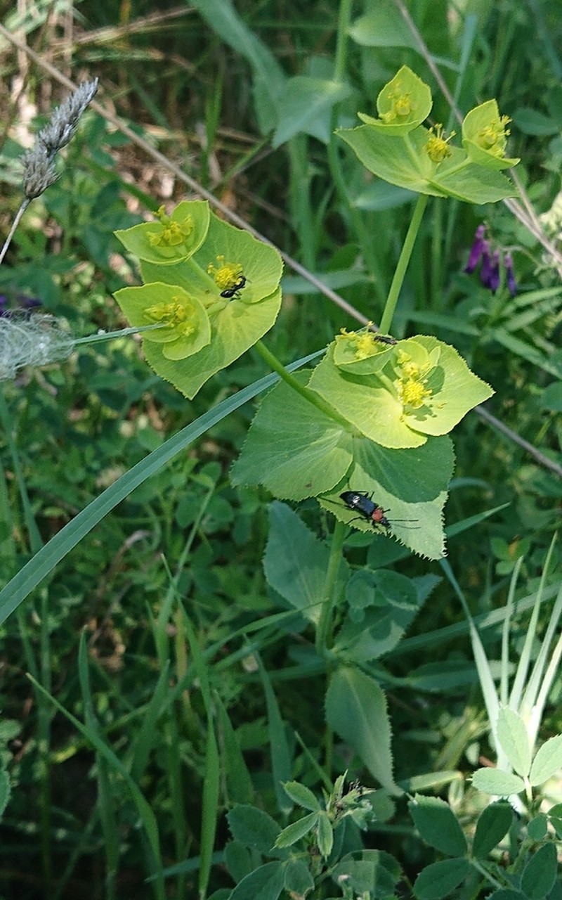 Serrate Spurge photo 5